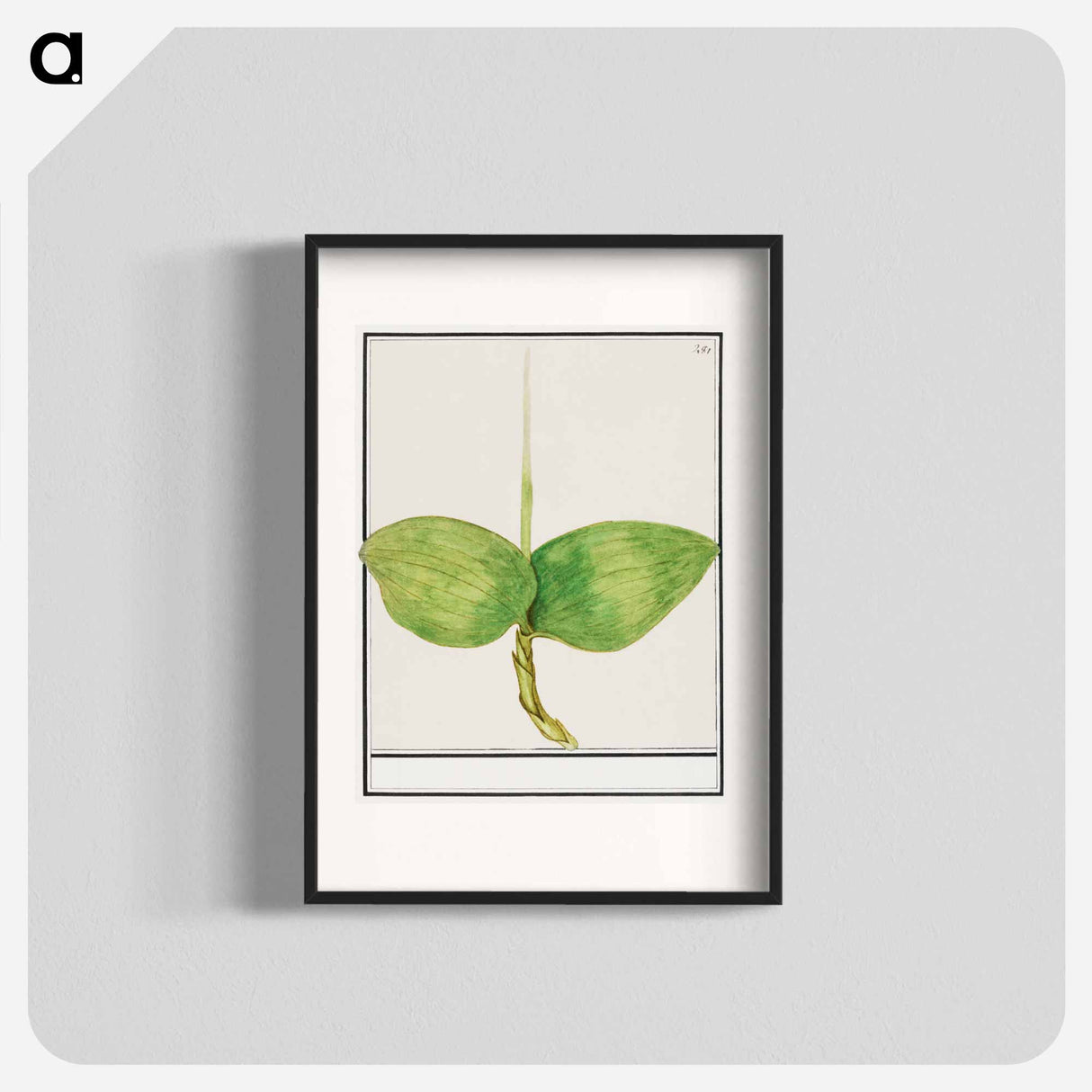 Unknown plant - アンセルムス ボエティウス デ ブート Poster.