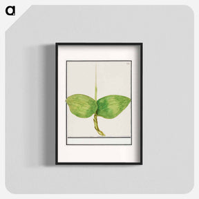 アートポスター-Unknown plant - アンセルムス ボエティウス デ ブート Poster.