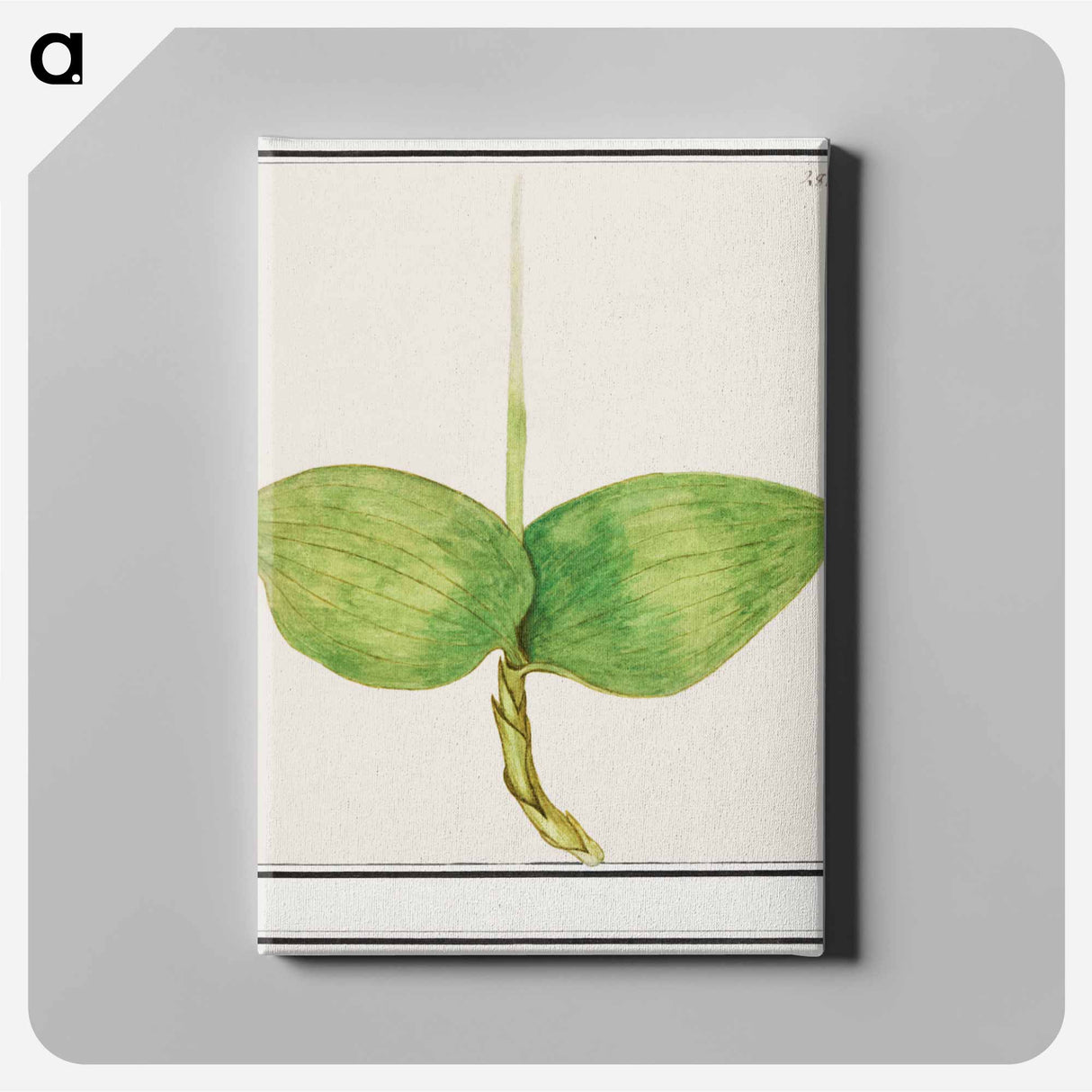 Unknown plant - アンセルムス ボエティウス デ ブート Canvas.