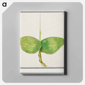 アートパネル-Unknown plant - アンセルムス ボエティウス デ ブート Canvas.