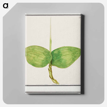 Unknown plant - アンセルムス ボエティウス デ ブート Canvas.
