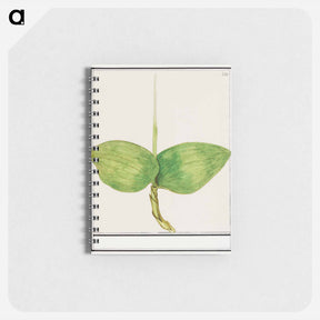 アートメモ帳-Unknown plant - アンセルムス ボエティウス デ ブート Memo.