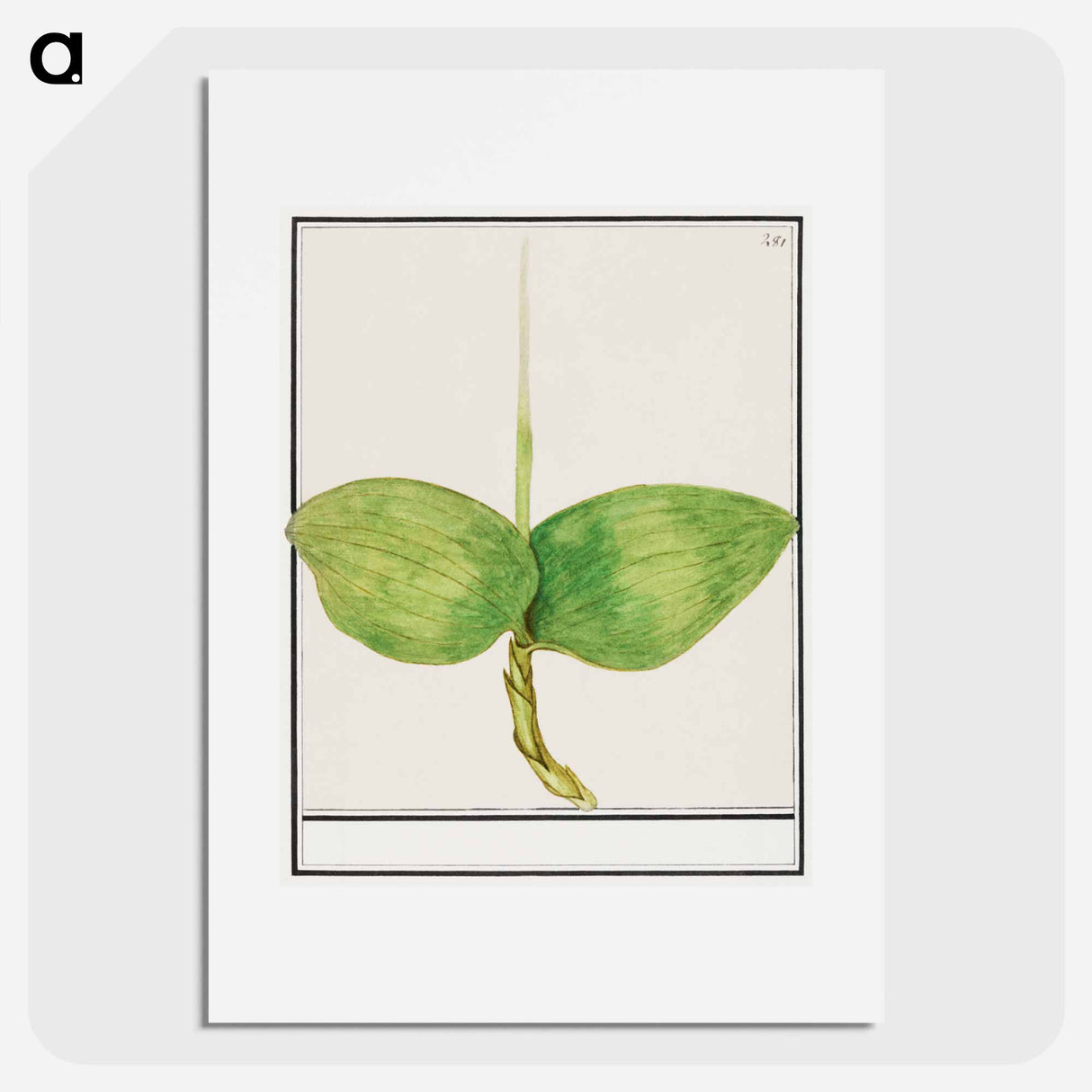 Unknown plant - アンセルムス ボエティウス デ ブート Poster.
