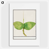 Unknown plant - アンセルムス ボエティウス デ ブート Poster.