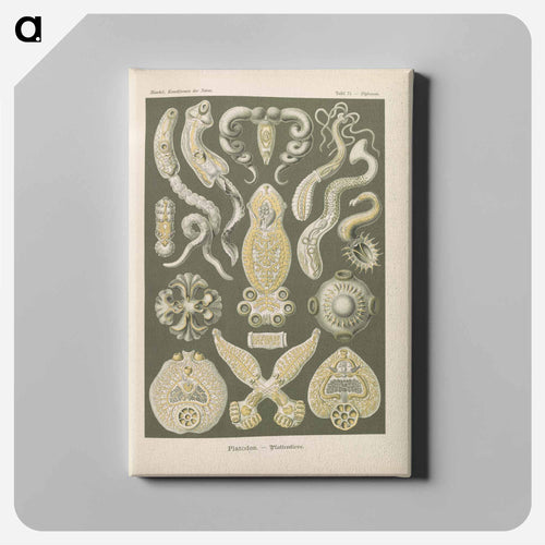 Marine life illustration - エルンスト ヘッケル Canvas.