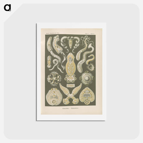 アートポストカード-Marine life illustration - エルンスト ヘッケル Postcard.