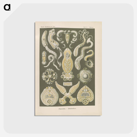 アートポストカード-Marine life illustration - エルンスト ヘッケル Postcard.