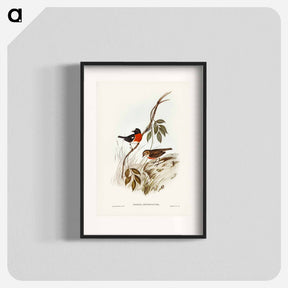 アートポスター-Norfolk Island Robin
 - ジョン グールド Poster.