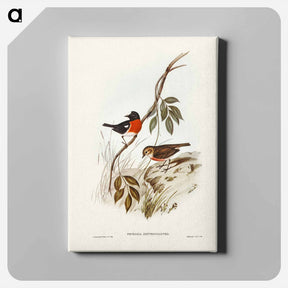 アートパネル-Norfolk Island Robin
 - ジョン グールド Canvas.