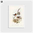 アートポストカード-Norfolk Island Robin
 - ジョン グールド Postcard.