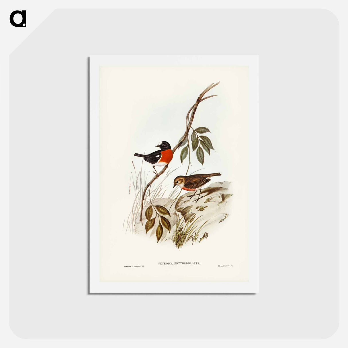アートポストカード-Norfolk Island Robin
 - ジョン グールド Postcard.