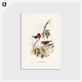 アートポストカード-Norfolk Island Robin
 - ジョン グールド Postcard.