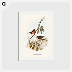 アートポストカード-Norfolk Island Robin
 - ジョン グールド Postcard.