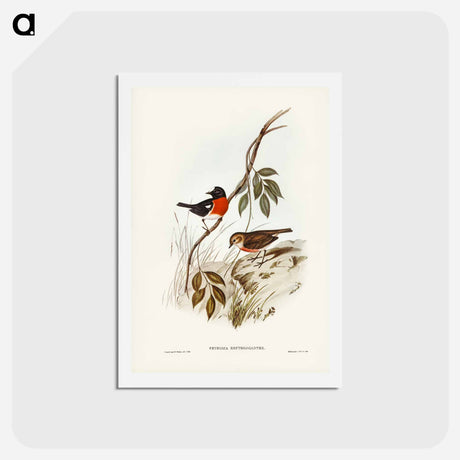 アートポストカード-Norfolk Island Robin
 - ジョン グールド Postcard.