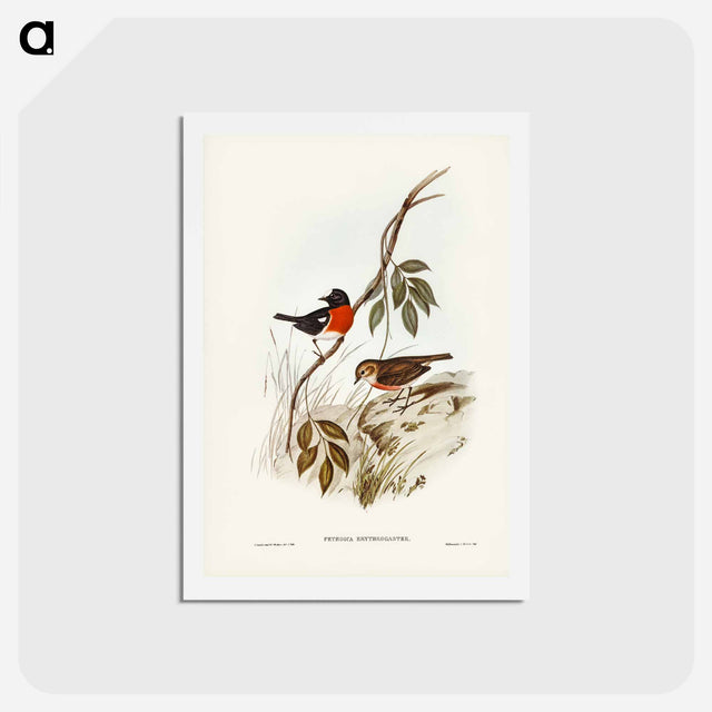 アートポストカード-Norfolk Island Robin
 - ジョン グールド Postcard.