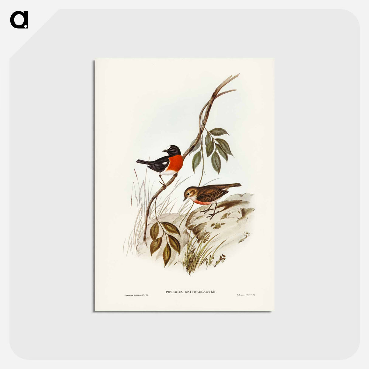 アートポストカード-Norfolk Island Robin
 - ジョン グールド Postcard.