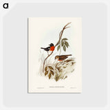 アートポストカード-Norfolk Island Robin
 - ジョン グールド Postcard.
