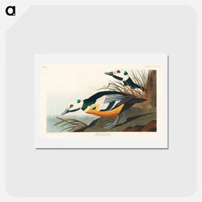 アートポストカード-Western Duck
 - ジョン ジェームス オーデュボン Postcard.