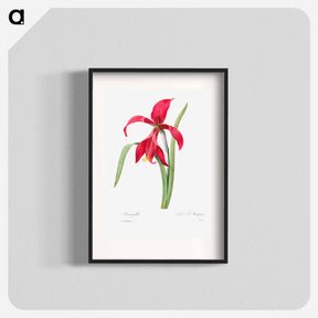 アートポスター-Amaryllis - ピエール ジョゼフ ルドゥーテ Poster.