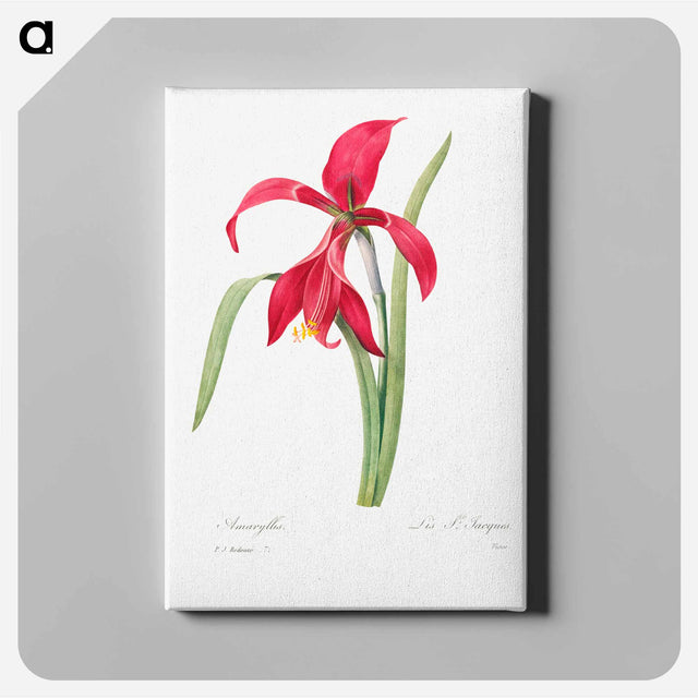 アートパネル-Amaryllis - ピエール ジョゼフ ルドゥーテ Canvas.