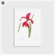 アートポストカード-Amaryllis - ピエール ジョゼフ ルドゥーテ Postcard.
