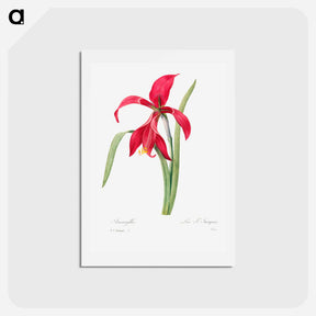 アートポストカード-Amaryllis - ピエール ジョゼフ ルドゥーテ Postcard.