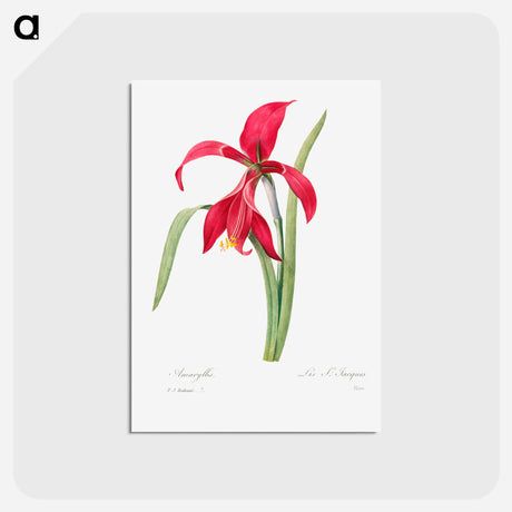 アートポストカード-Amaryllis - ピエール ジョゼフ ルドゥーテ Postcard.