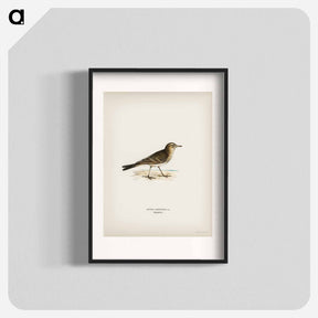 アートポスター-Tawny Pipit
 - スヴェンスカ フォグラル Poster.