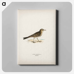 アートパネル-Tawny Pipit
 - スヴェンスカ フォグラル Canvas.
