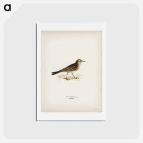 アートポストカード-Tawny Pipit
 - スヴェンスカ フォグラル Postcard.