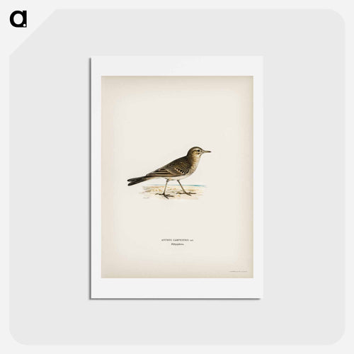 Tawny Pipit
 - スヴェンスカ フォグラル Postcard.