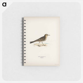 アートメモ帳-Tawny Pipit
 - スヴェンスカ フォグラル Memo.