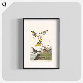 アートポスター-Birds of America
 - アメリカの鳥たち Poster.
