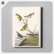 アートパネル-Birds of America
 - アメリカの鳥たち Canvas.