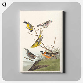 アートパネル-Birds of America
 - アメリカの鳥たち Canvas.