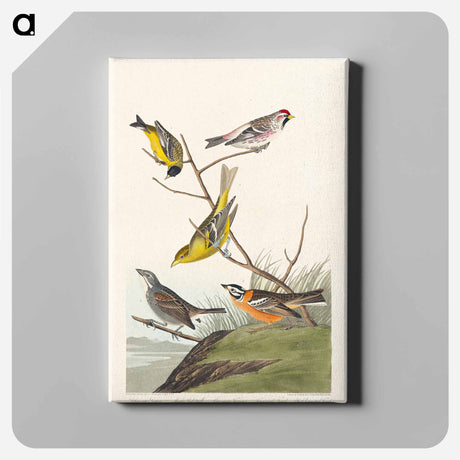 アートパネル-Birds of America
 - アメリカの鳥たち Canvas.
