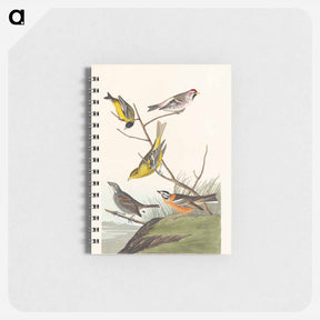 アートメモ帳-Birds of America
 - アメリカの鳥たち Memo.