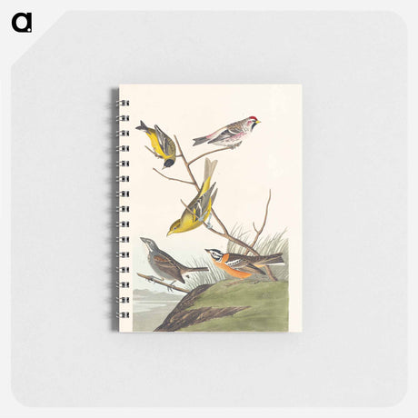 アートメモ帳-Birds of America
 - アメリカの鳥たち Memo.