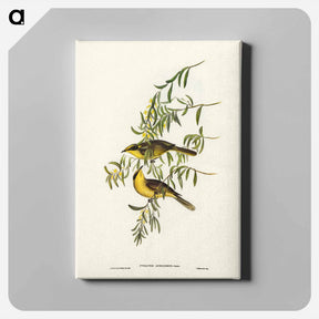アートパネル-Yellow-tufted Honey-eater
 - オーストラリアの鳥 Canvas.