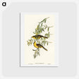 アートポストカード-Yellow-tufted Honey-eater
 - オーストラリアの鳥 Postcard.