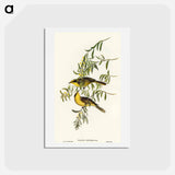 アートポストカード-Yellow-tufted Honey-eater
 - オーストラリアの鳥 Postcard.