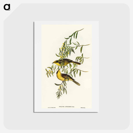 アートポストカード-Yellow-tufted Honey-eater
 - オーストラリアの鳥 Postcard.