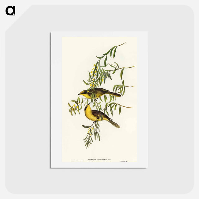 アートポストカード-Yellow-tufted Honey-eater
 - オーストラリアの鳥 Postcard.