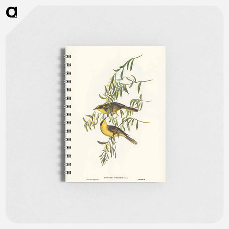 アートメモ帳-Yellow-tufted Honey-eater
 - オーストラリアの鳥 Memo.