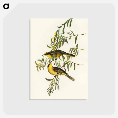 アートポストカード-Yellow-tufted Honey-eater
 - オーストラリアの鳥 Postcard.