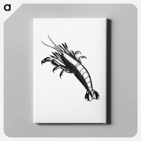 アートパネル-Lobster From The Zoological Miscellany
 - 大英図書館 Canvas.