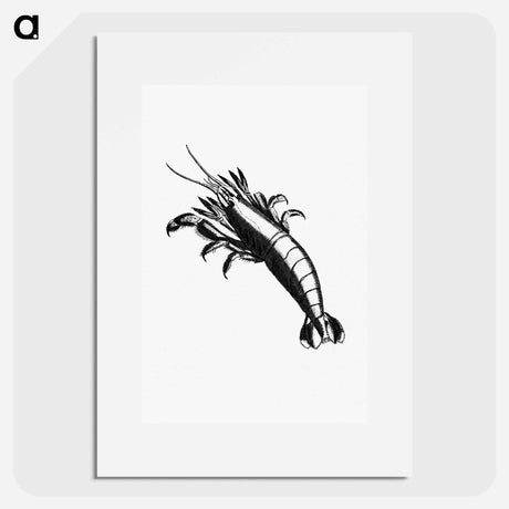 アートポスター-Lobster From The Zoological Miscellany
 - 大英図書館 Poster.