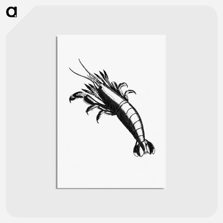 アートポストカード-Lobster From The Zoological Miscellany
 - 大英図書館 Postcard.