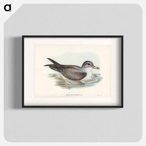 アートポスター-Great Grey Petrel
 - ジョン グールド Poster.