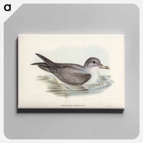 アートパネル-Great Grey Petrel
 - ジョン グールド Canvas.